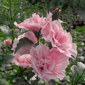 Ketmia syryjska (Hibiscus syriacus) Pink Chiffon c2 zdjęcie 1